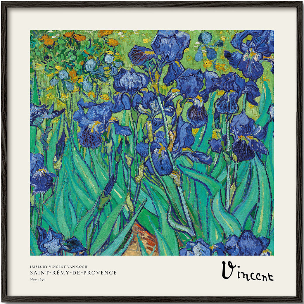 Botanisk poster med blå irisar