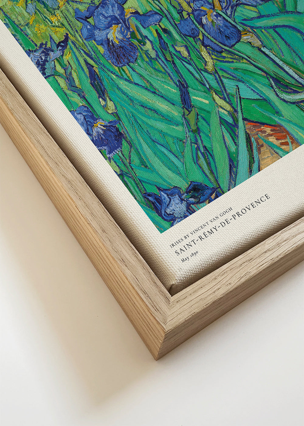 Botanisk poster med blå irisar