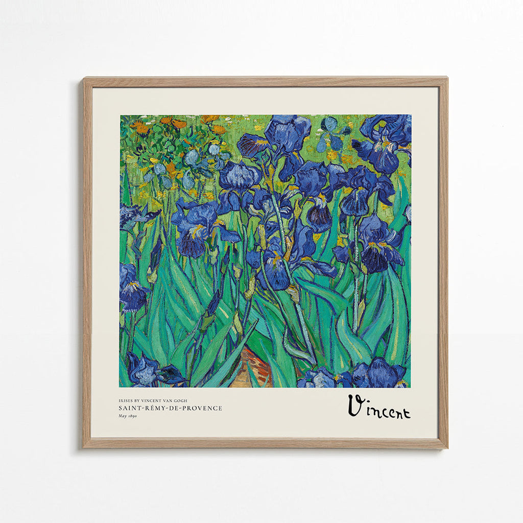 Botanisk poster med blå irisar