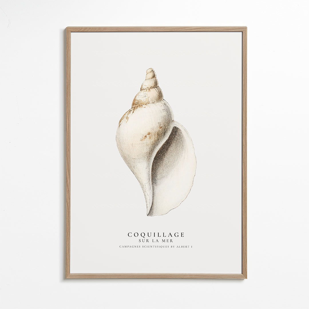 Vetenskaplig snäcksillustration