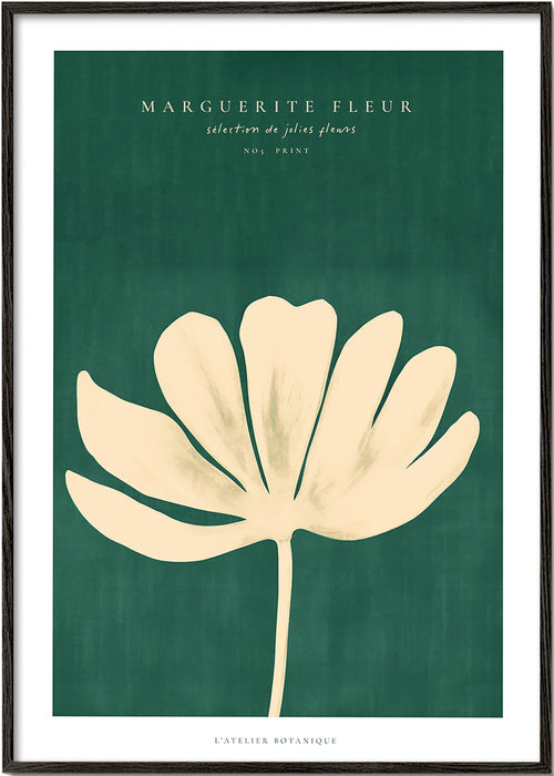 Botanisk poster: prästkrage i krämig siluett