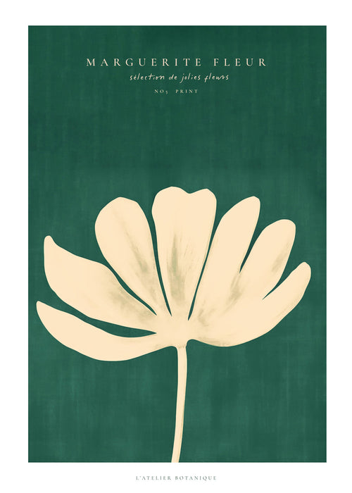 Botanisk poster: prästkrage i krämig siluett