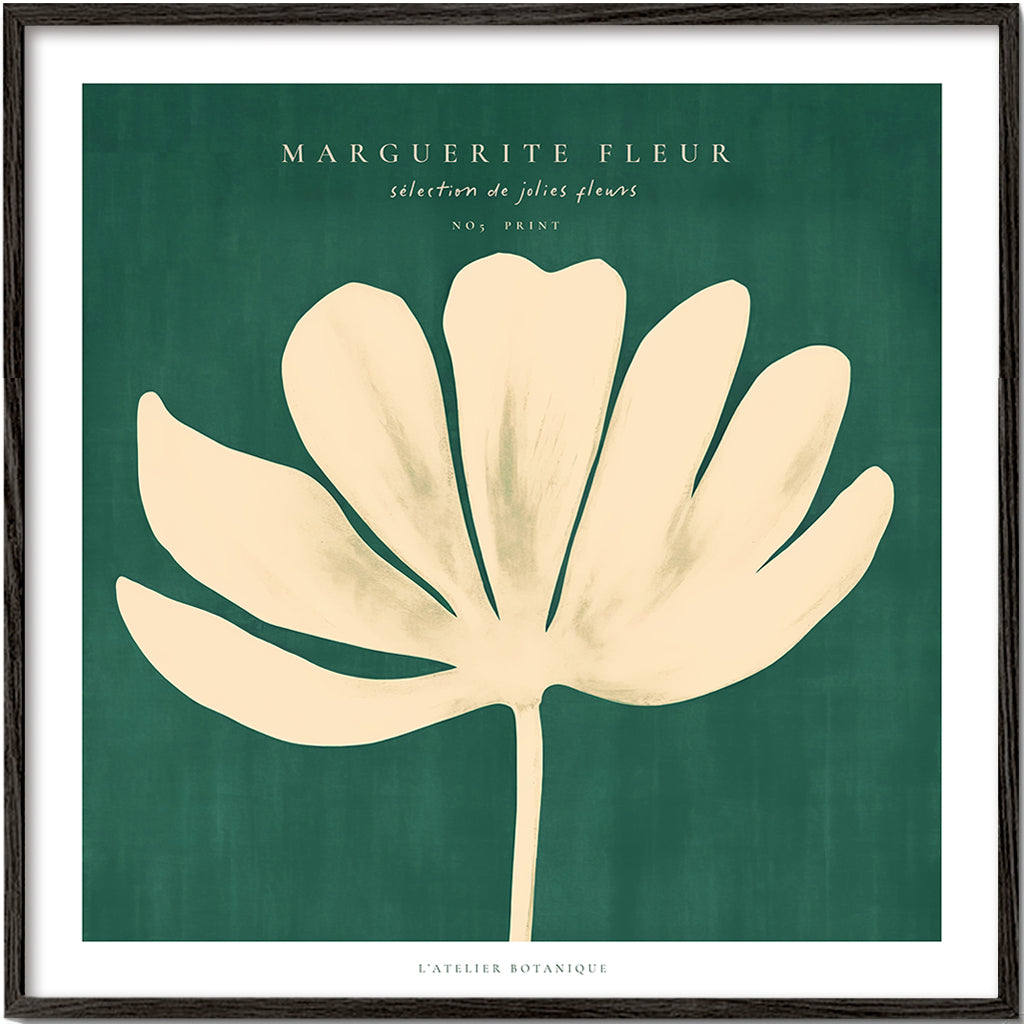 Botanisk poster: prästkrage mot grön bakgrund