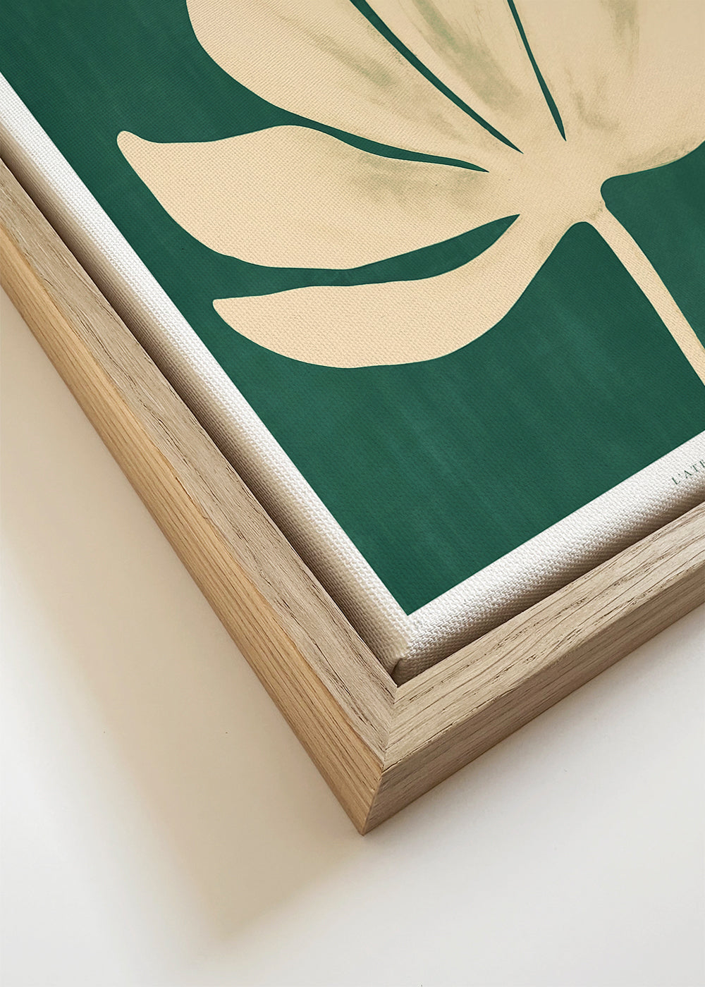 Botanisk poster: prästkrage mot grön bakgrund