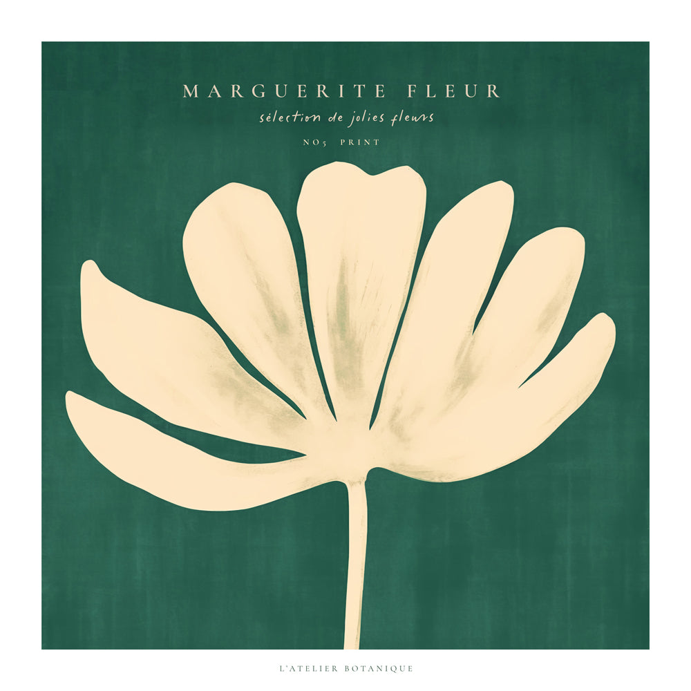Botanisk poster: prästkrage mot grön bakgrund
