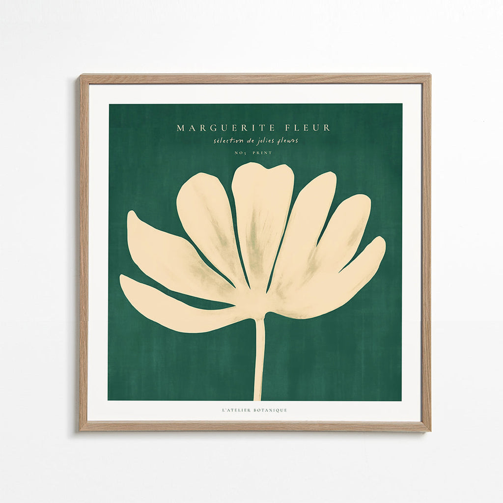 Botanisk poster: prästkrage mot grön bakgrund