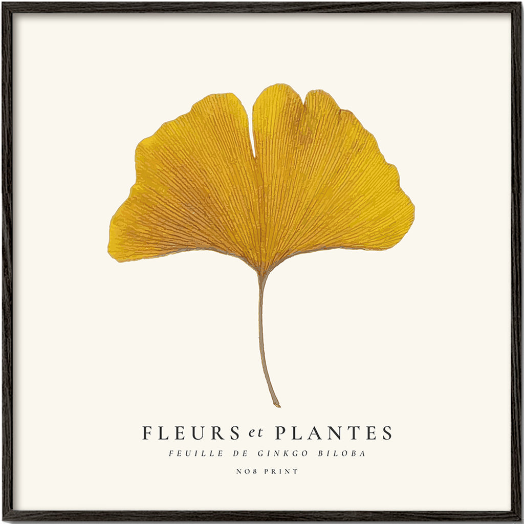 Botanisk poster ginkgo blad gult