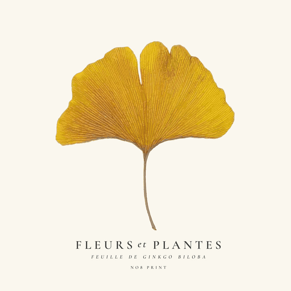 Botanisk poster ginkgo blad gult