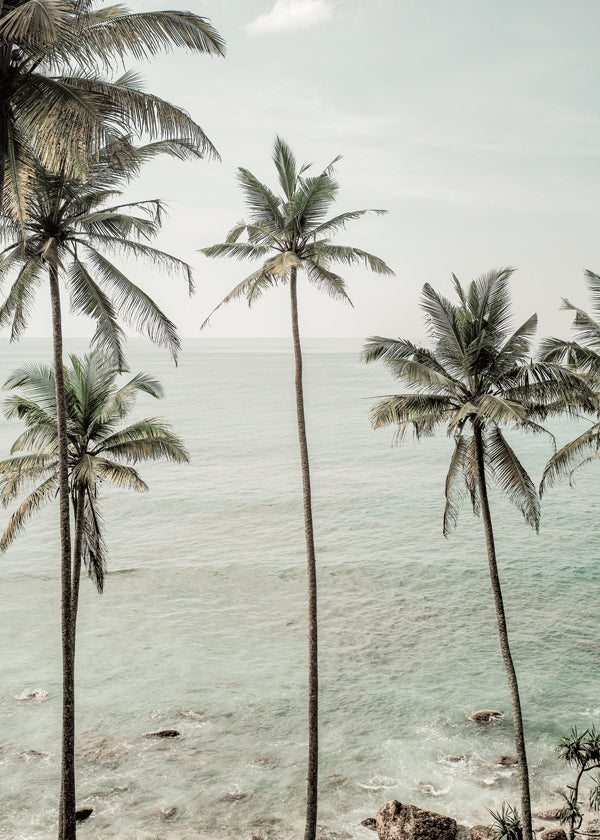 Tropical Dreams