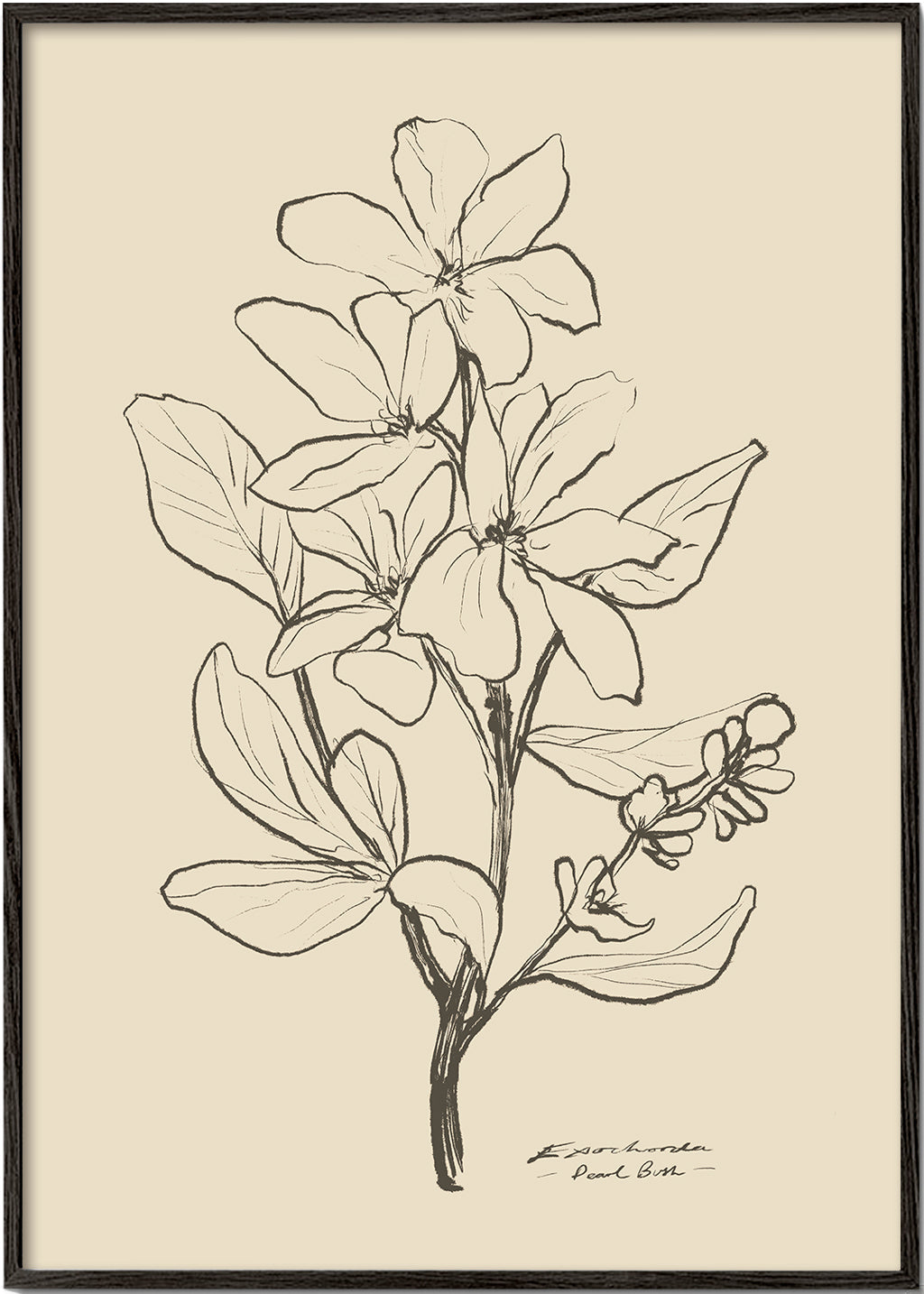 Botaniskt tryck — linjeflor-skiss