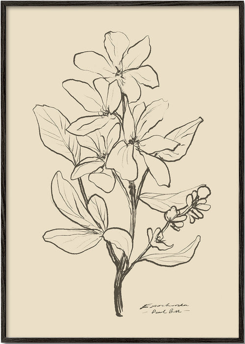 Botaniskt tryck — linjeflor-skiss