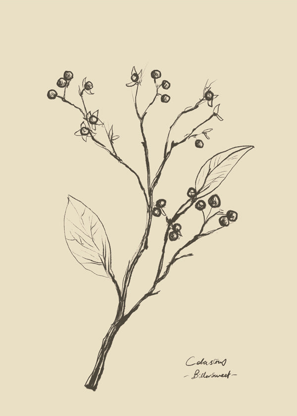 Botanisk poster: gren med bär på beige