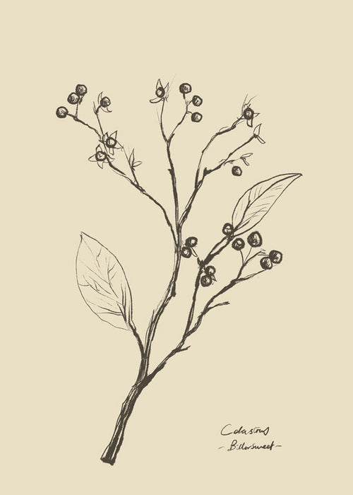 Botanisk poster: gren med bär på beige
