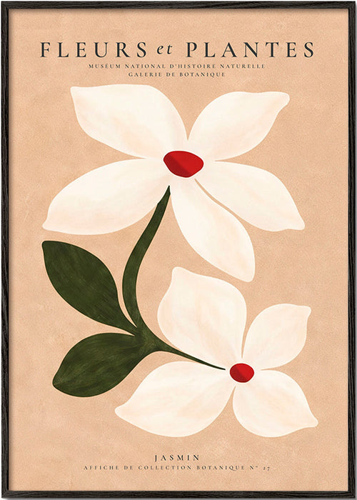 Botanisk poster jasmin på beige bakgrund