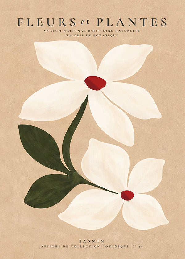 Botanisk poster jasmin på beige bakgrund