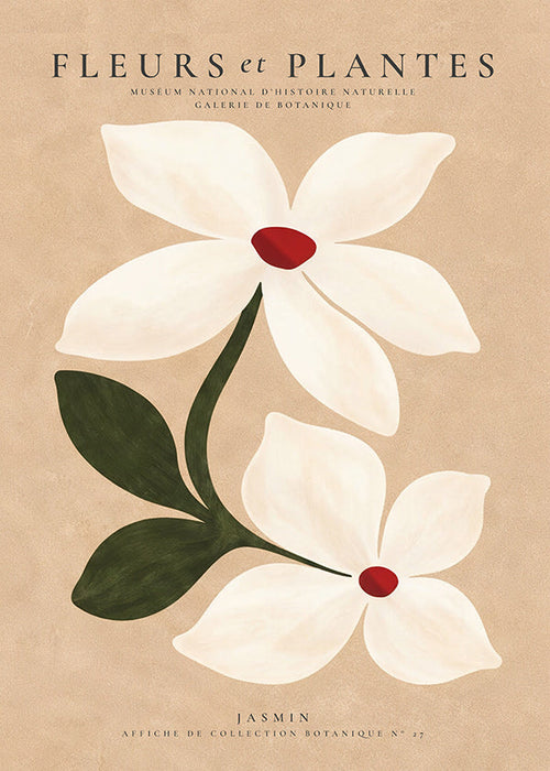Botanisk poster jasmin på beige bakgrund