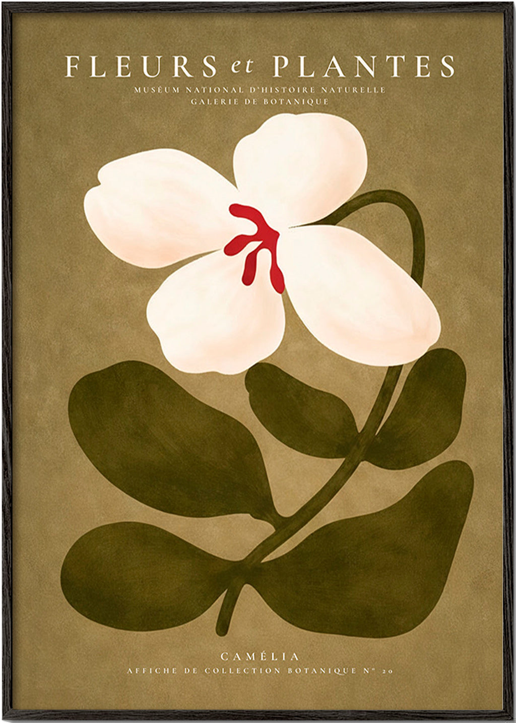 Botanisk poster: vit kamelia på olivgrön bakgrund