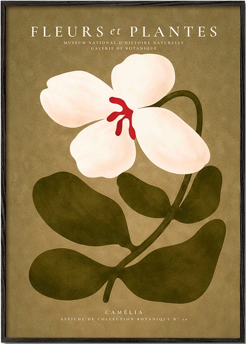 Botanisk poster: vit kamelia på olivgrön bakgrund