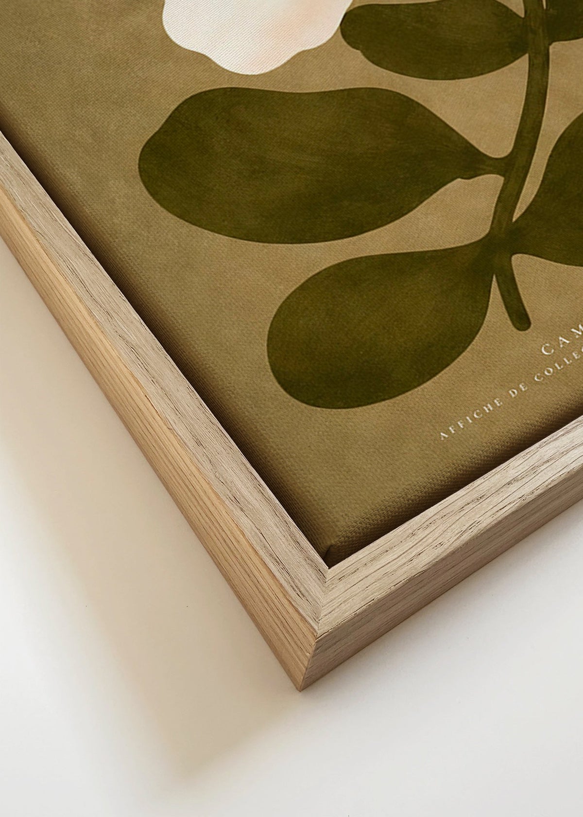 Botanisk poster: vit kamelia på olivgrön bakgrund
