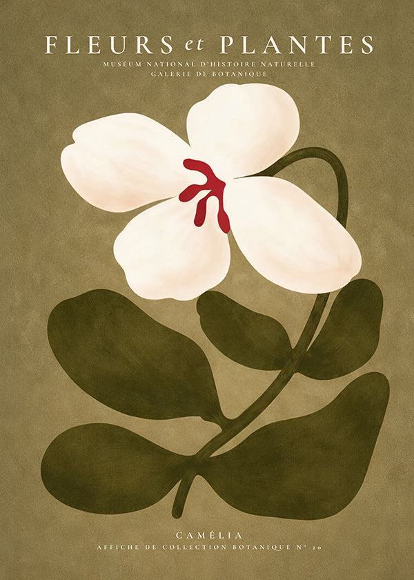 Botanisk poster: vit kamelia på olivgrön bakgrund