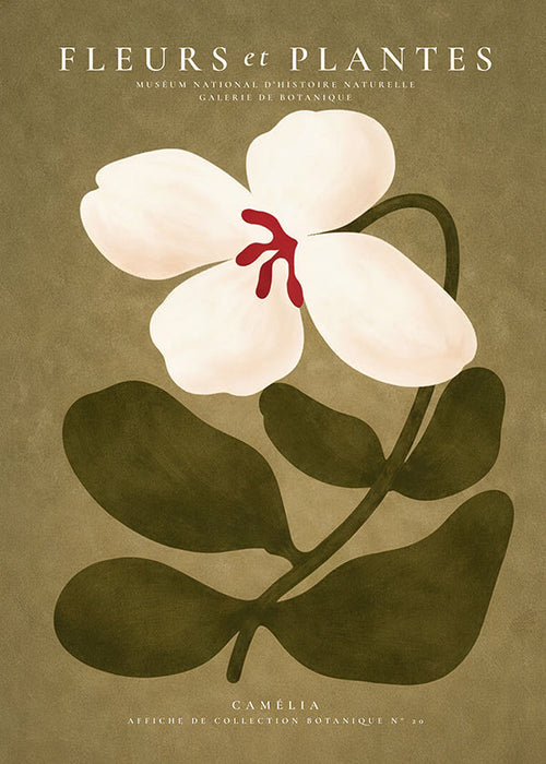 Botanisk poster: vit kamelia på olivgrön bakgrund