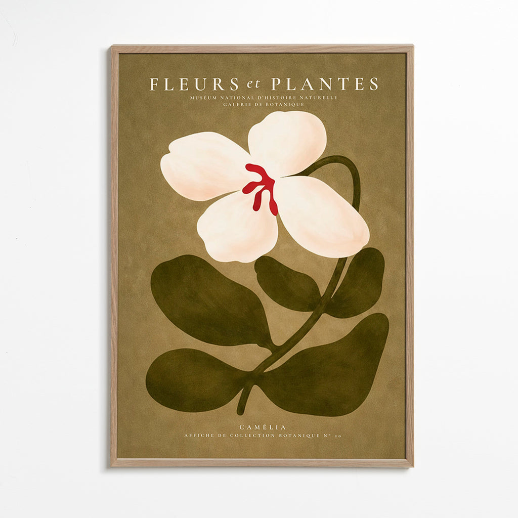 Botanisk poster: vit kamelia på olivgrön bakgrund