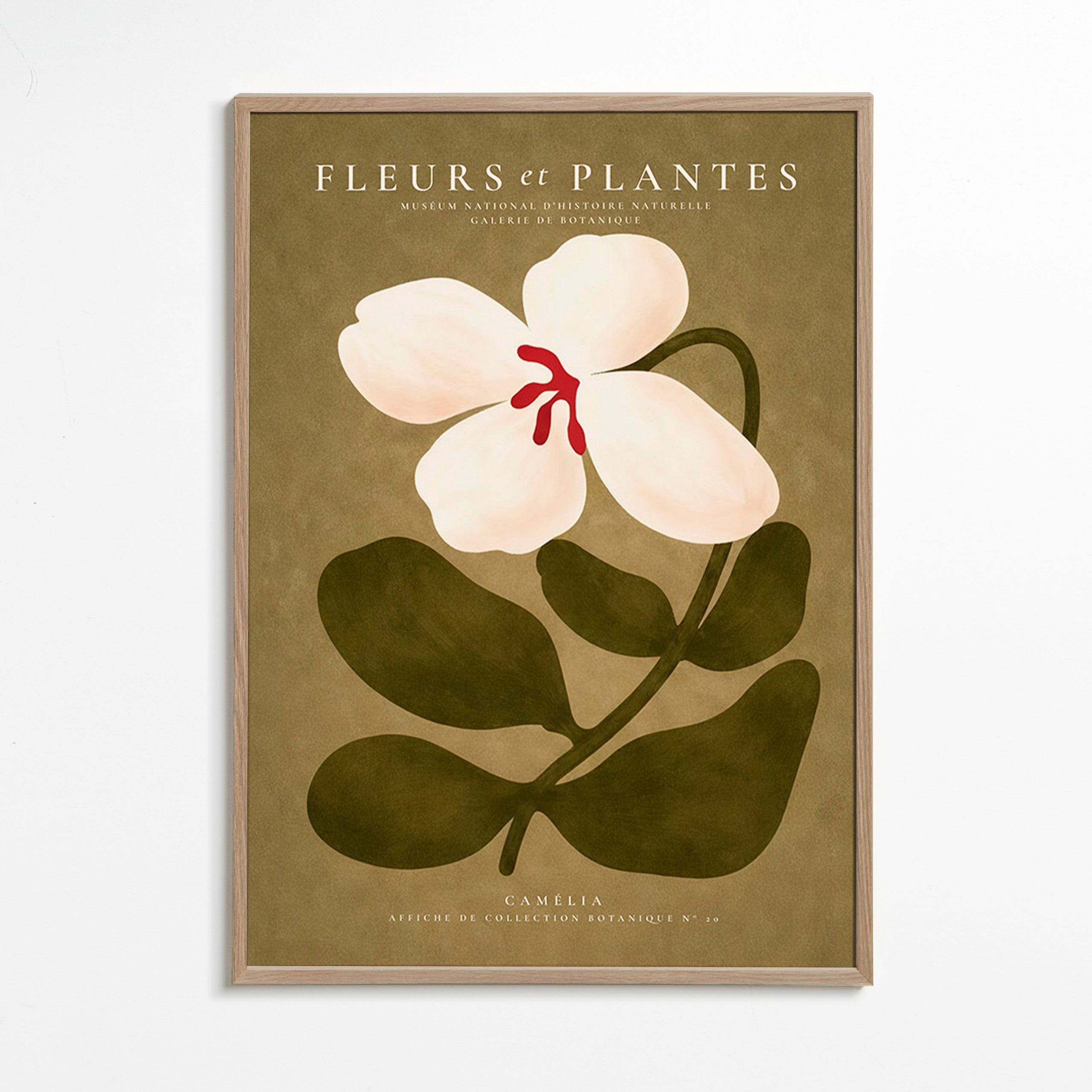 Botanisk poster: vit kamelia på olivgrön bakgrund