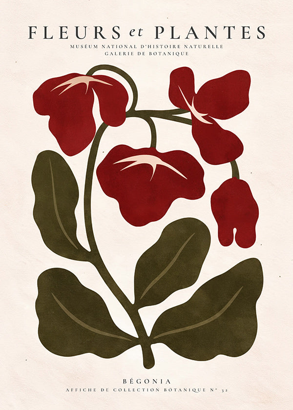 Botanisk poster: Röd begonia stiliserad