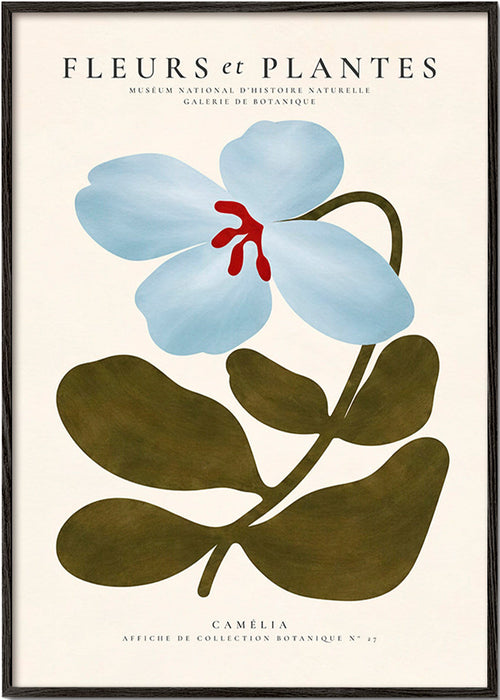 Botanisk poster Blåkamelia