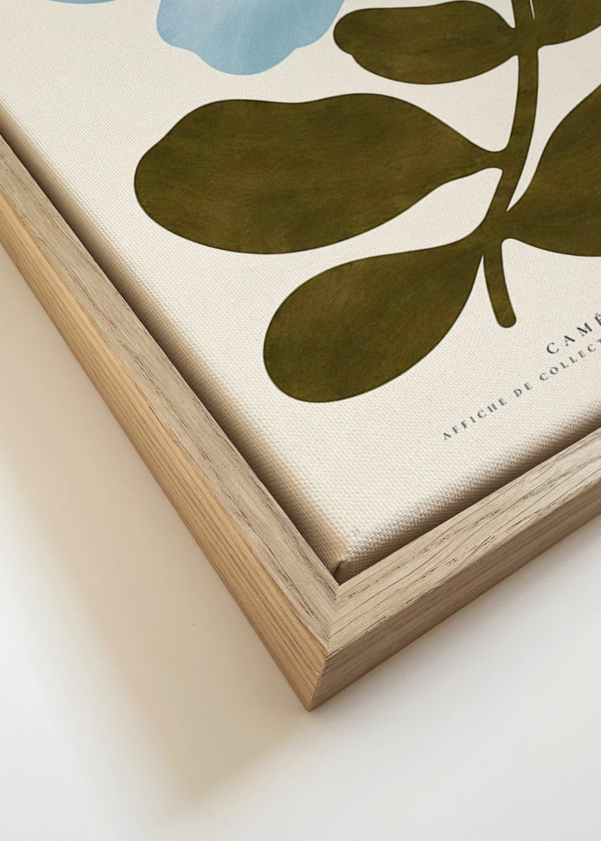 Botanisk poster Blåkamelia