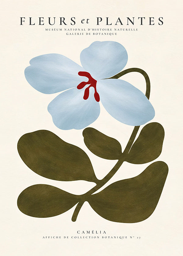 Botanisk poster Blåkamelia