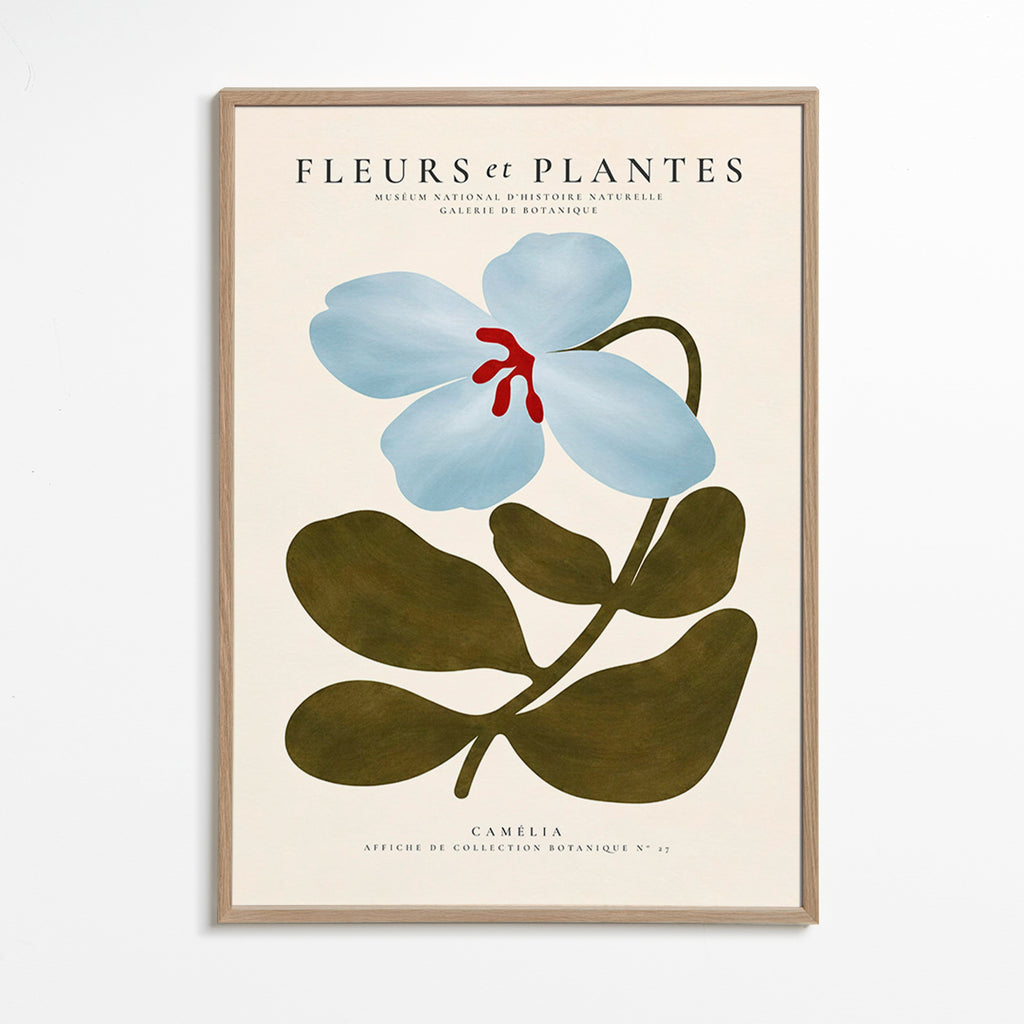Botanisk poster Blåkamelia