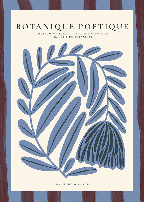 Botanisk poster: stiliserad blå akacia