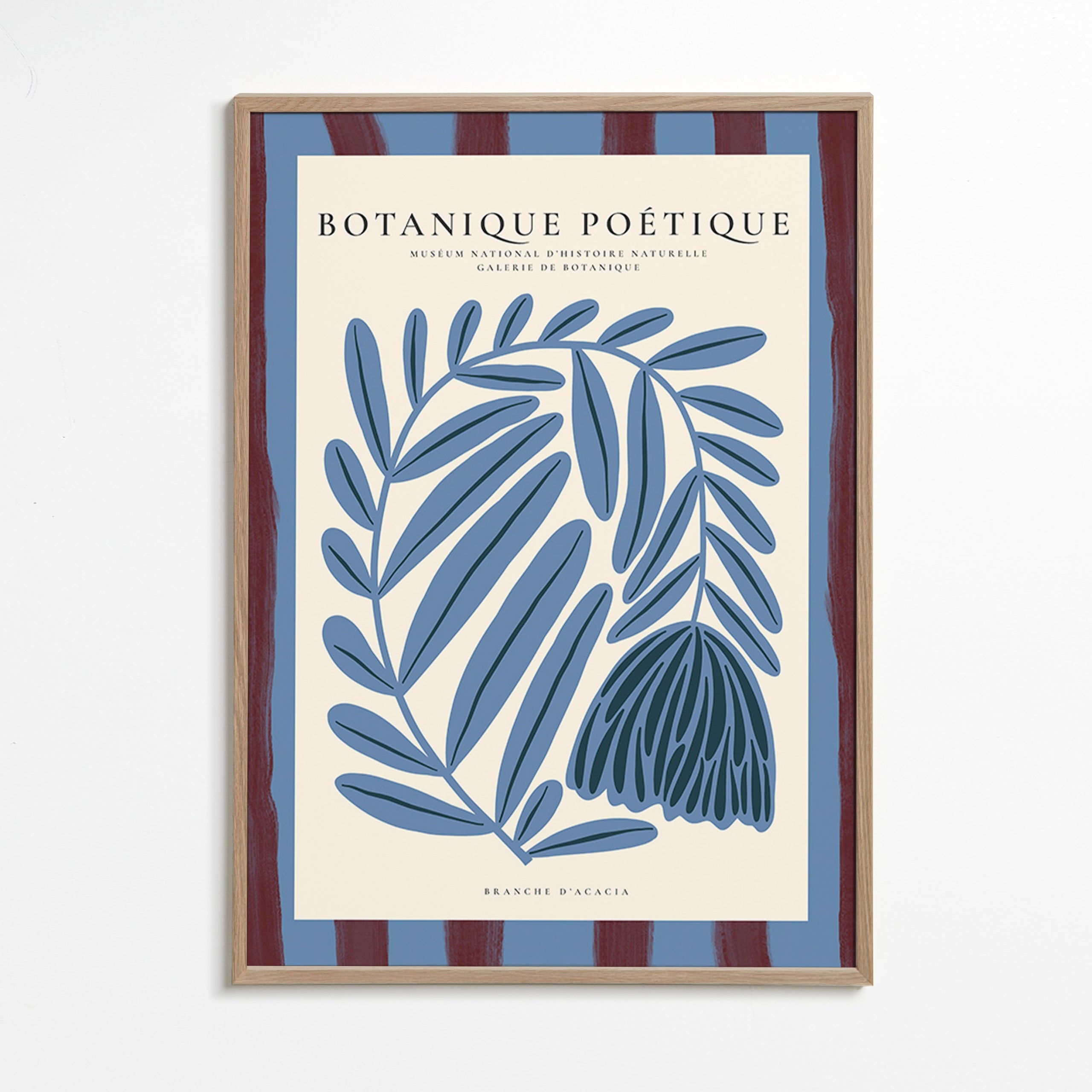 Botanisk poster: stiliserad blå akacia