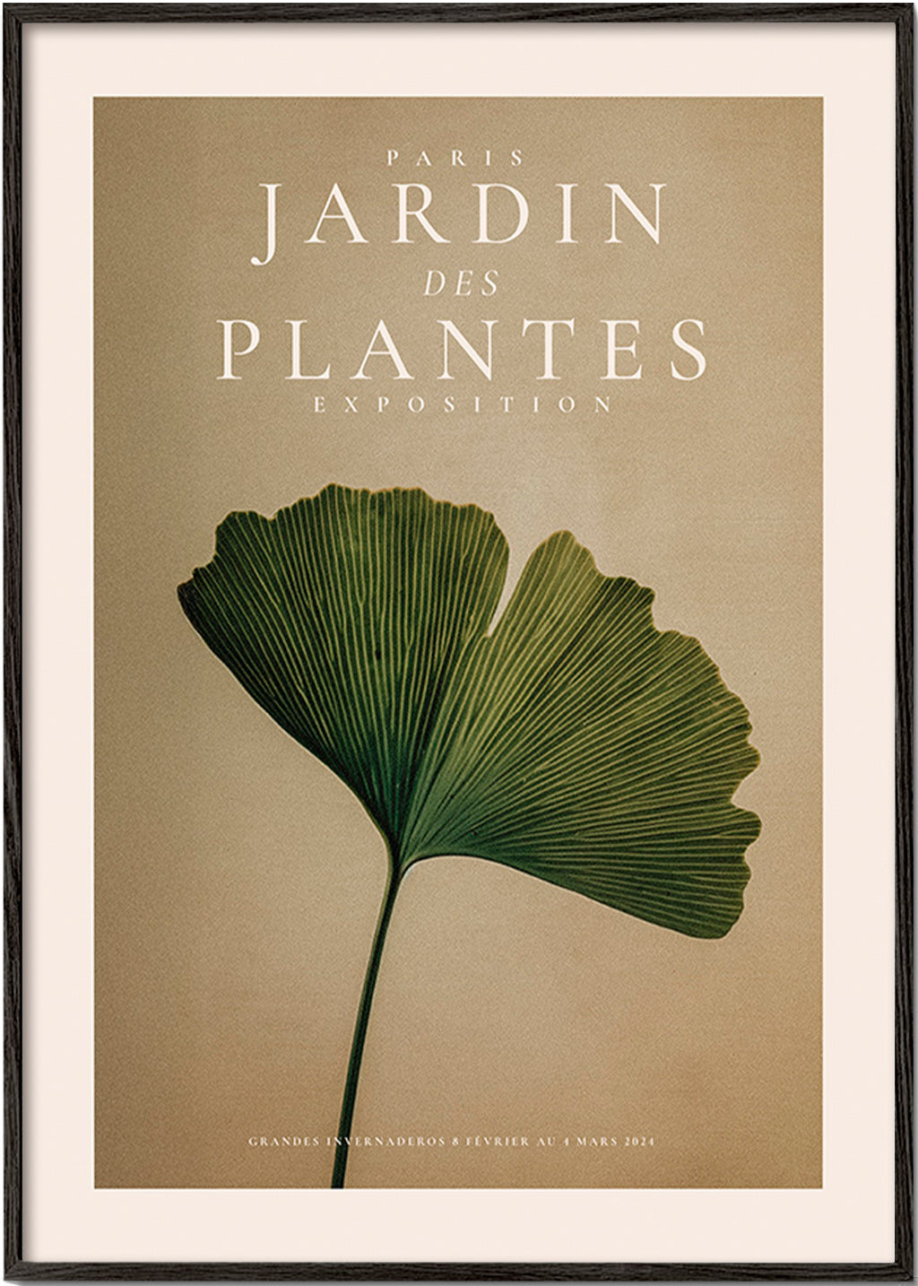 Botanisk poster med ginkgo-blad och klassisk typografi