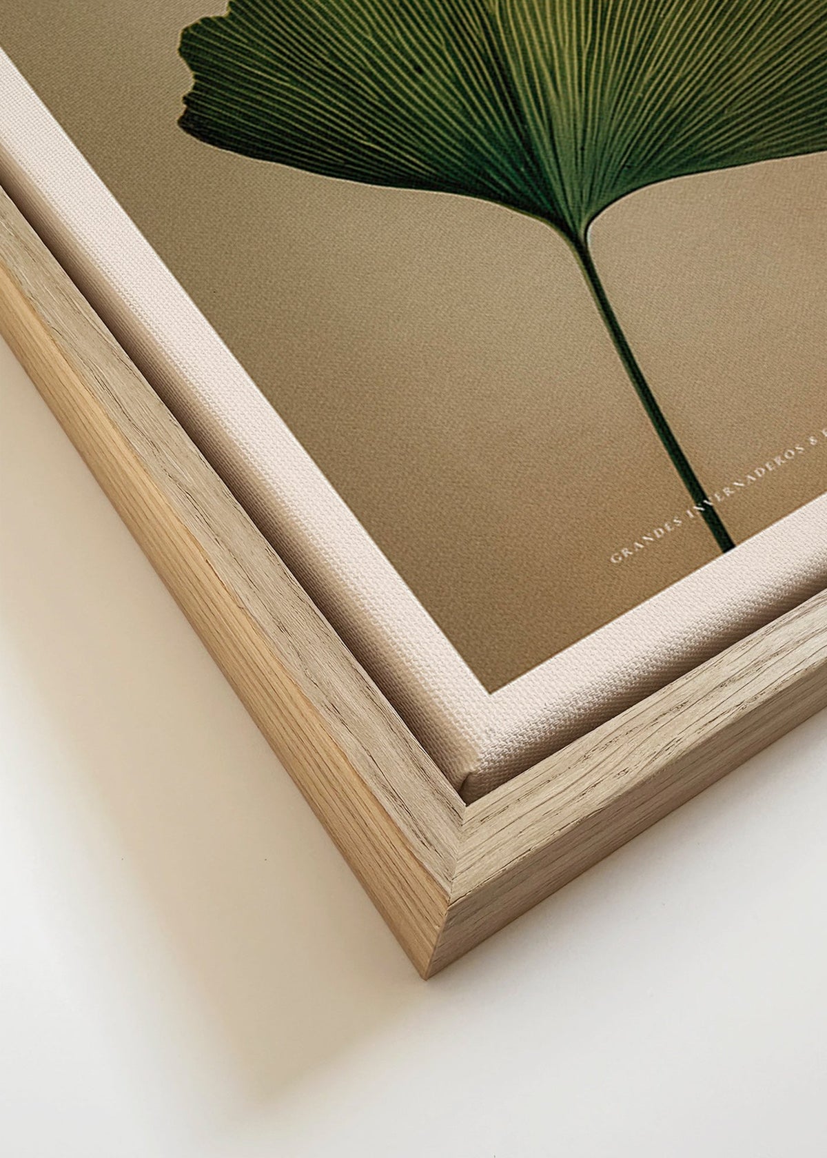 Botanisk poster med ginkgo-blad och klassisk typografi