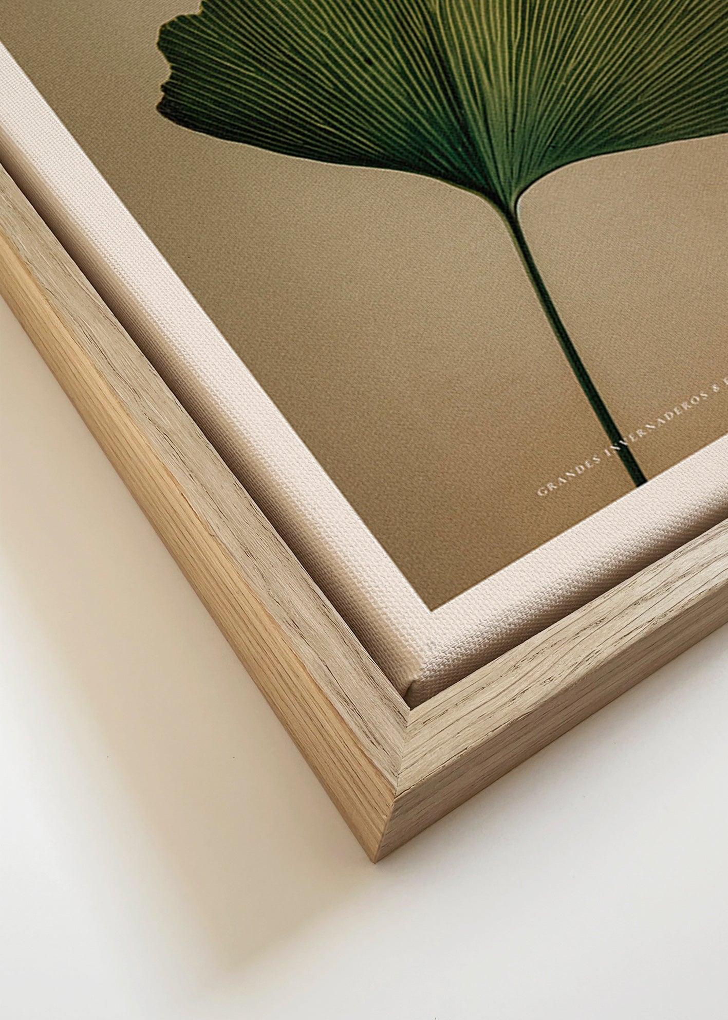 Botanisk poster med ginkgo-blad och klassisk typografi