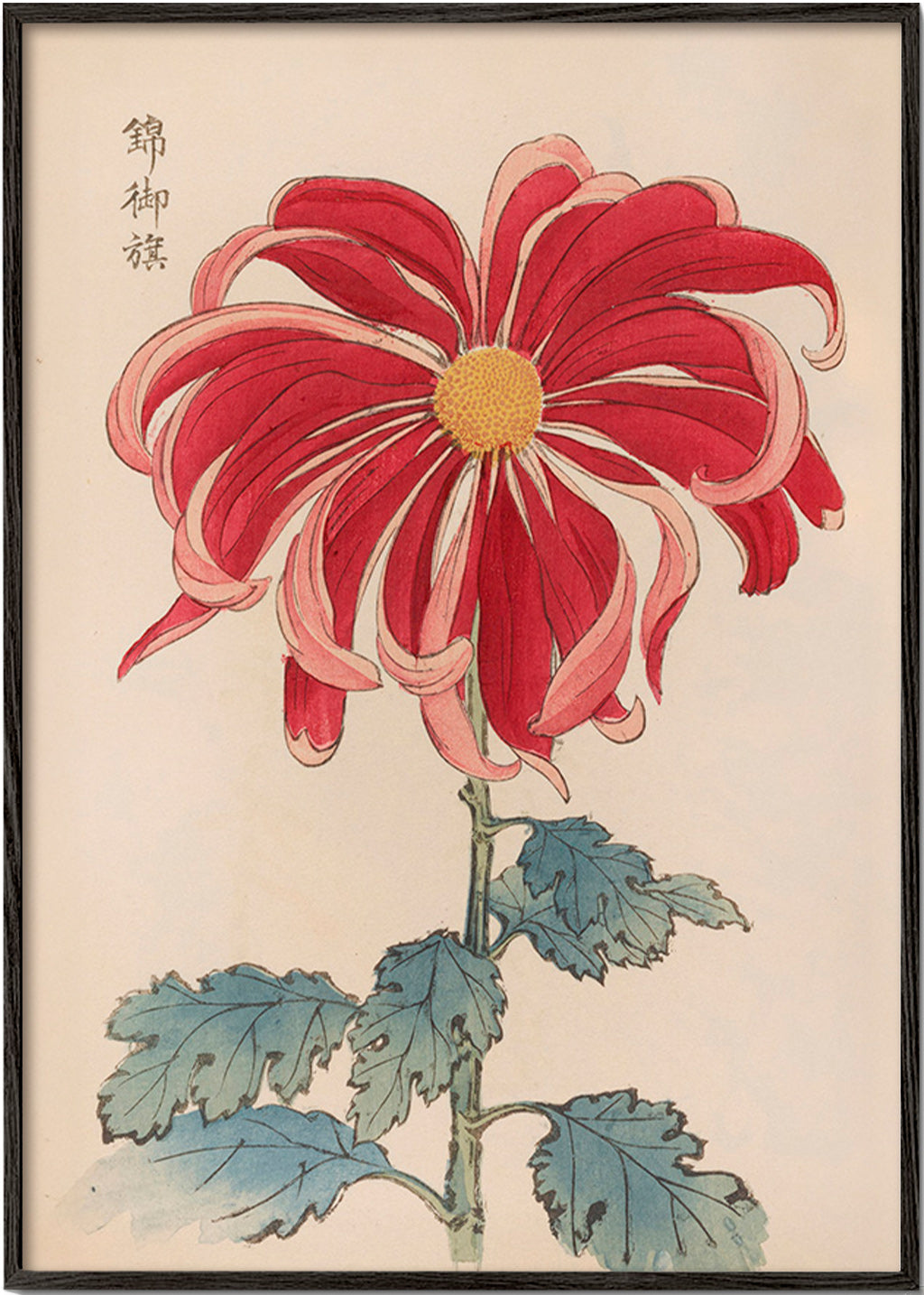 Botanisk poster japansk krysantem röd