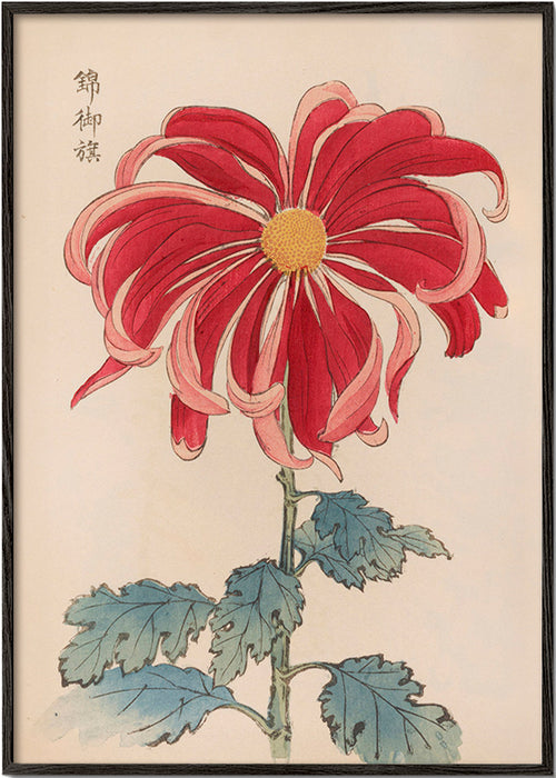 Botanisk poster japansk krysantem röd