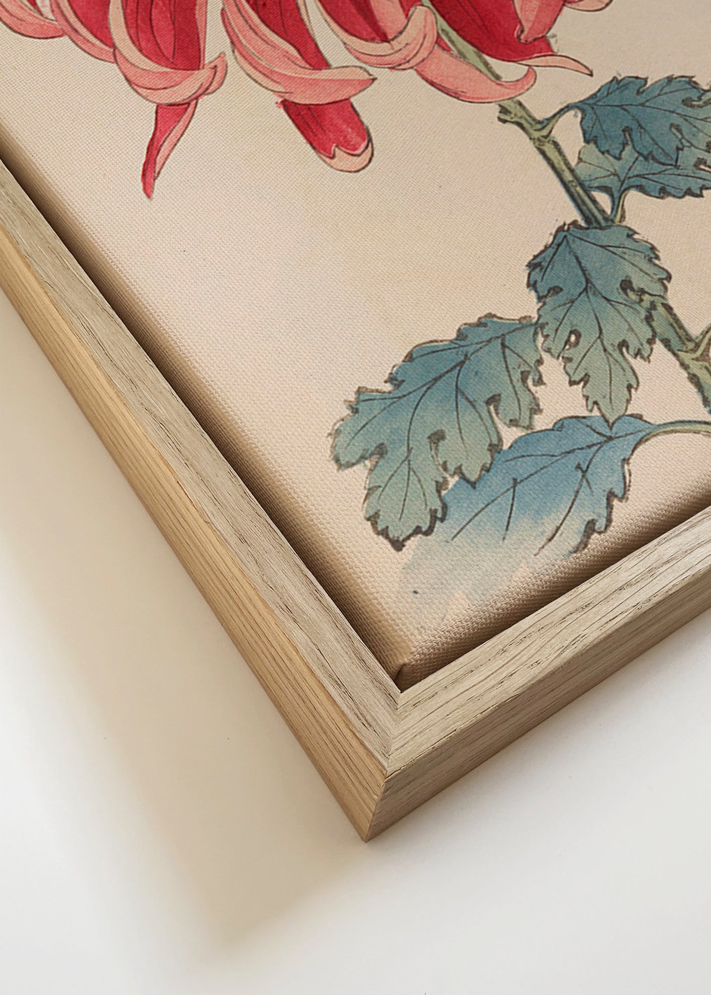 Botanisk poster japansk krysantem röd