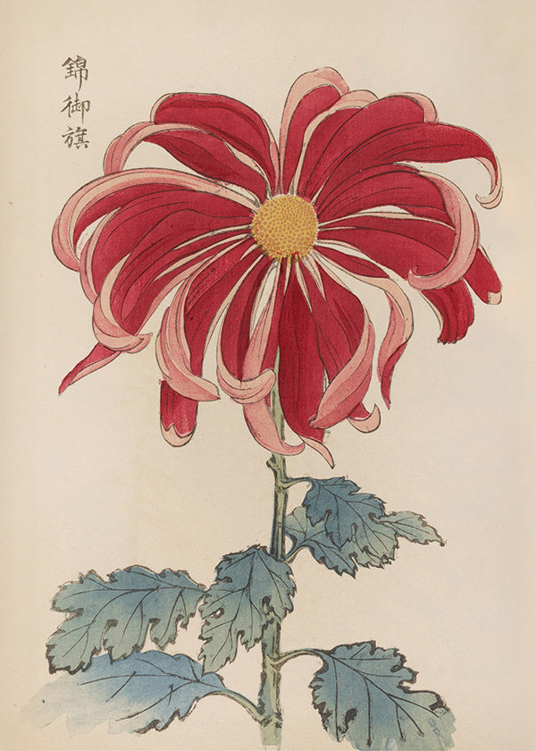 Botanisk poster japansk krysantem röd