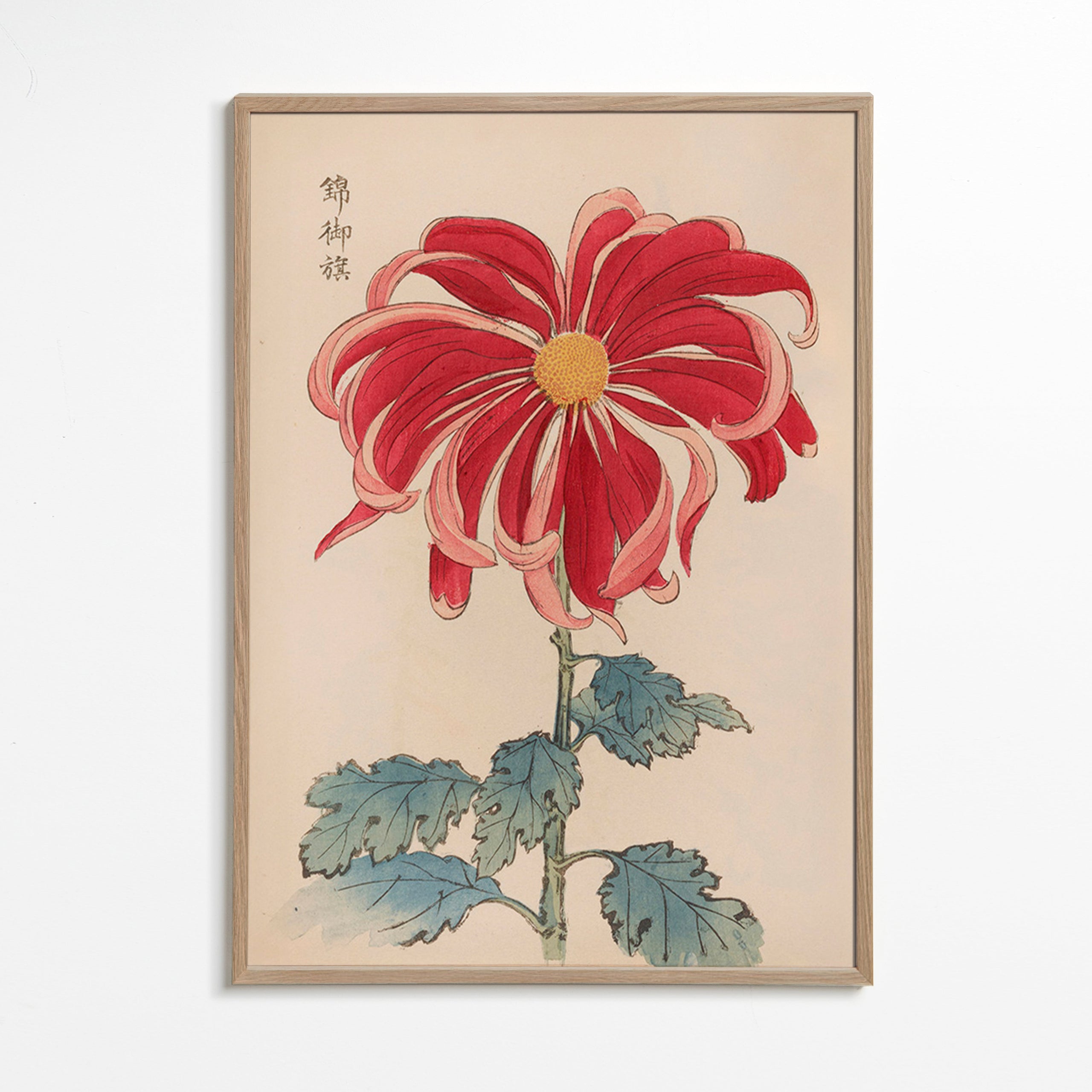 Botanisk poster japansk krysantem röd