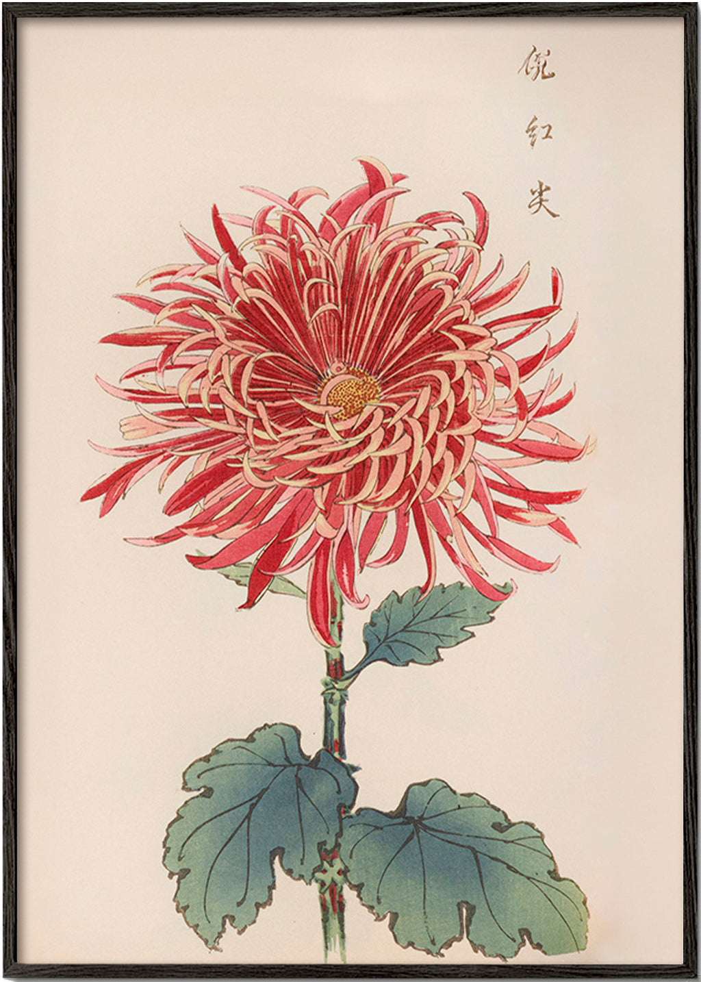 Botanisk poster röd krysantemum detaljerad