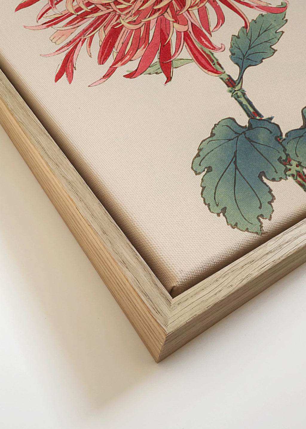 Botanisk poster röd krysantemum detaljerad