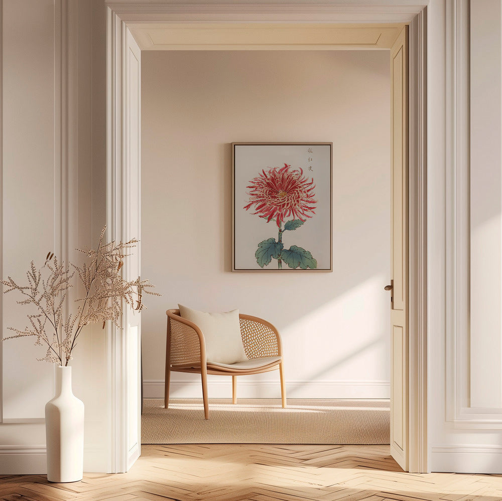 Botanisk poster röd krysantemum detaljerad
