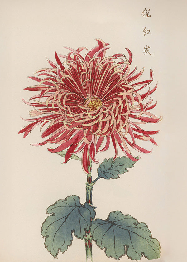 Botanisk poster röd krysantemum detaljerad