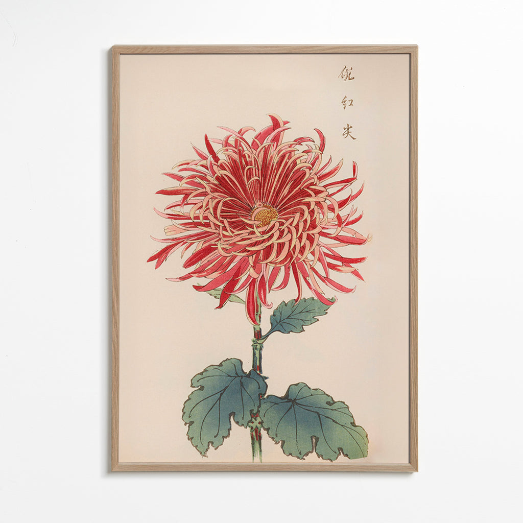 Botanisk poster röd krysantemum detaljerad