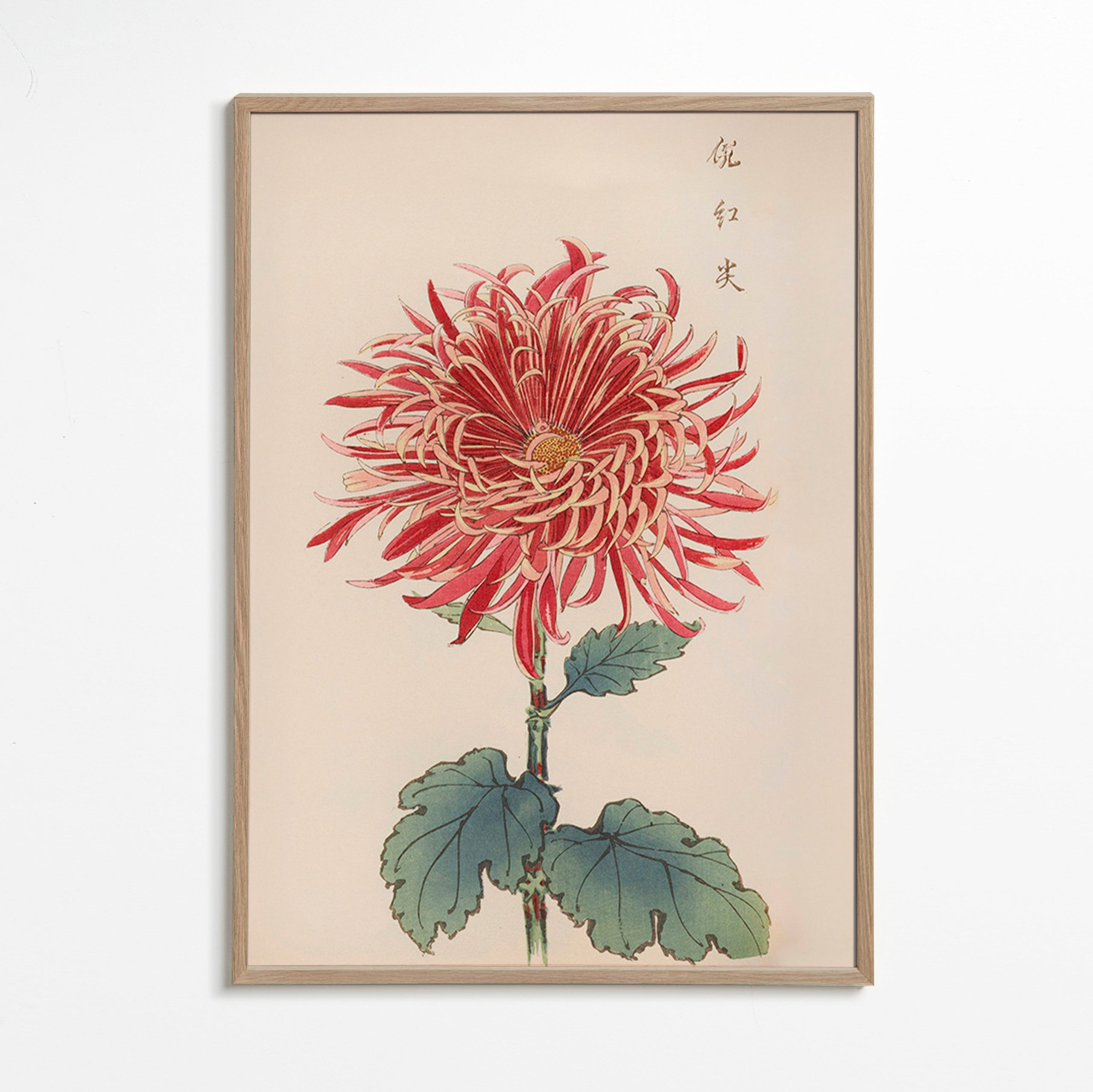 Botanisk poster röd krysantemum detaljerad