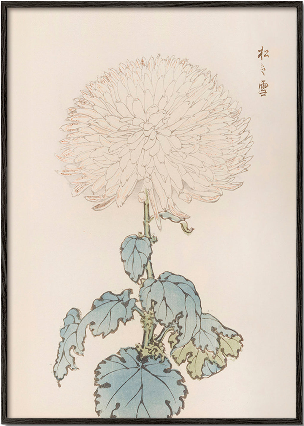Botanisk poster: japansk krysantem i detalj