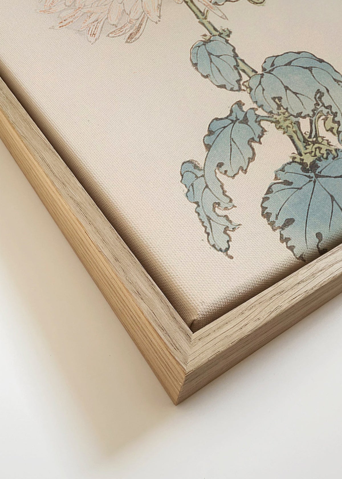 Botanisk poster: japansk krysantem i detalj
